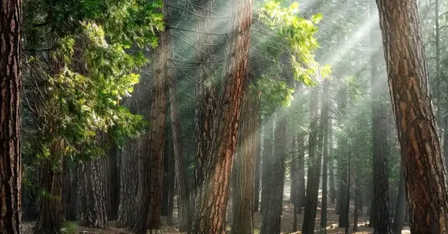 Photo d'une forêt