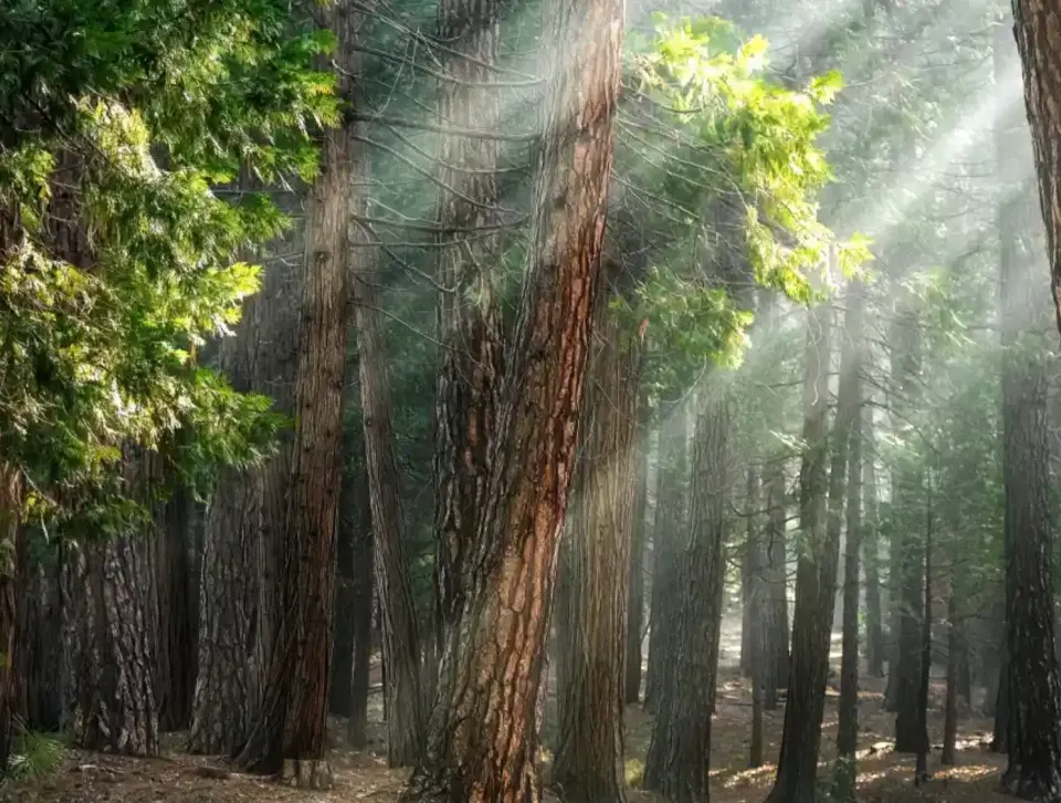 Photo d'une forêt